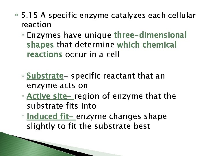  5. 15 A specific enzyme catalyzes each cellular reaction ◦ Enzymes have unique