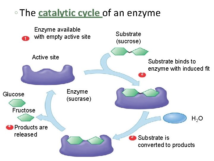 ◦ The catalytic cycle of an enzyme 1 Enzyme available with empty active site