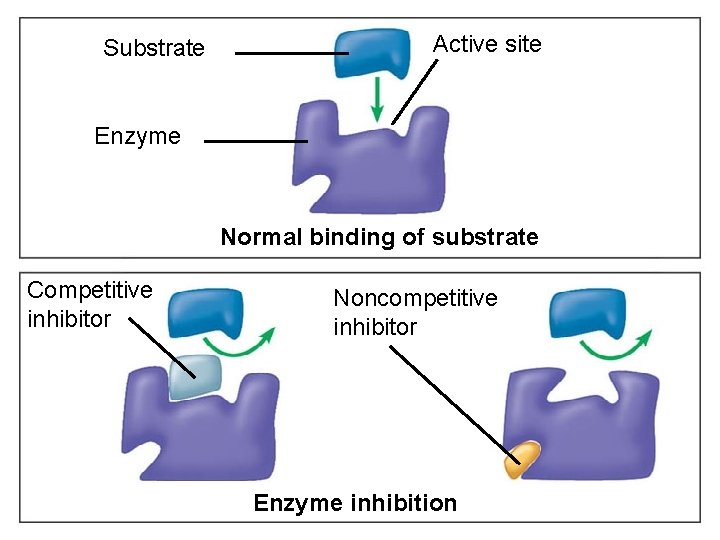 Substrate Active site Enzyme Normal binding of substrate Competitive inhibitor Figure 5. 8 Noncompetitive