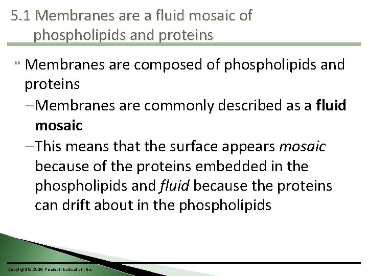 5. 1 Membranes are a fluid mosaic of phospholipids and proteins Membranes are composed