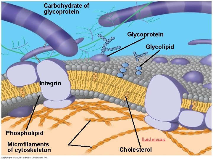 Carbohydrate of glycoprotein Glycolipid Integrin Phospholipid Microfilaments of cytoskeleton fluid mosaic Cholesterol 