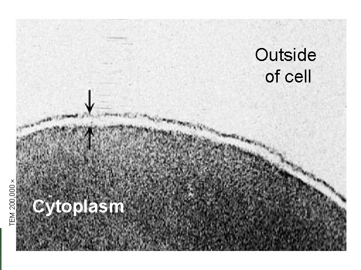 TEM 200, 000 Outside of cell Cytoplasm Figure 5. 10 