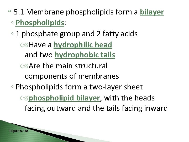 5. 1 Membrane phospholipids form a bilayer ◦ Phospholipids: ◦ 1 phosphate group and