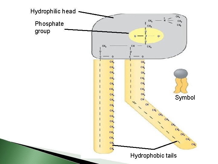 Hydrophilic head Phosphate group CH 3 + N CH 2 CH 3 CH 2