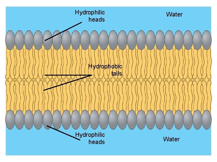 Hydrophilic heads Water Hydrophobic tails Hydrophilic heads Figure 5. 11 B Water 