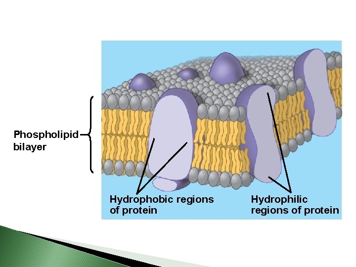 Phospholipid bilayer Hydrophobic regions of protein Hydrophilic regions of protein 