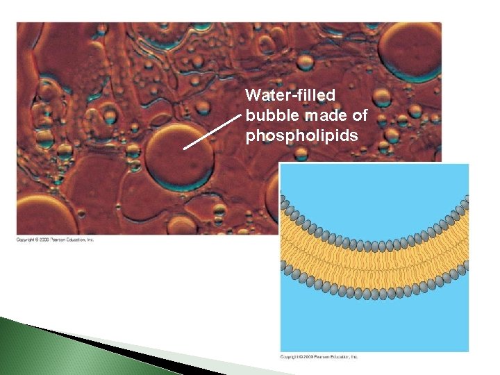 Water-filled bubble made of phospholipids 