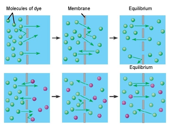 Molecules of dye Membrane Equilibrium 