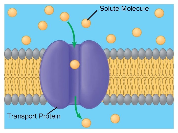 Solute Molecule Transport Protein 