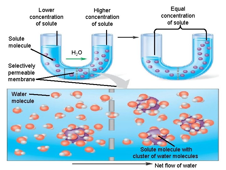 Lower concentration of solute Higher concentration of solute Equal concentration of solute Solute molecule