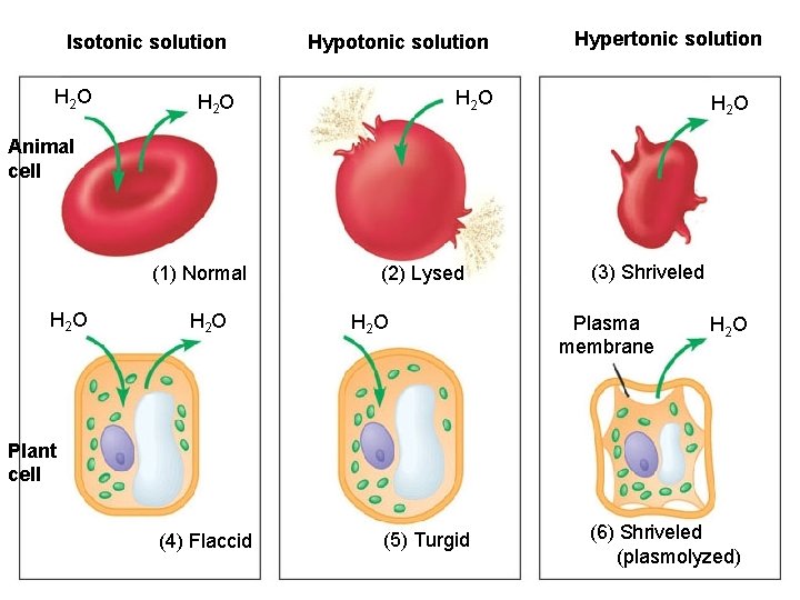 Isotonic solution H 2 O Hypotonic solution Hypertonic solution H 2 O Animal cell