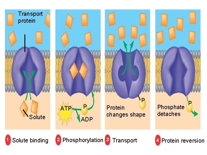 Transport protein ATP Solute 1 Solute binding P ADP 2 Phosphorylation P Protein changes
