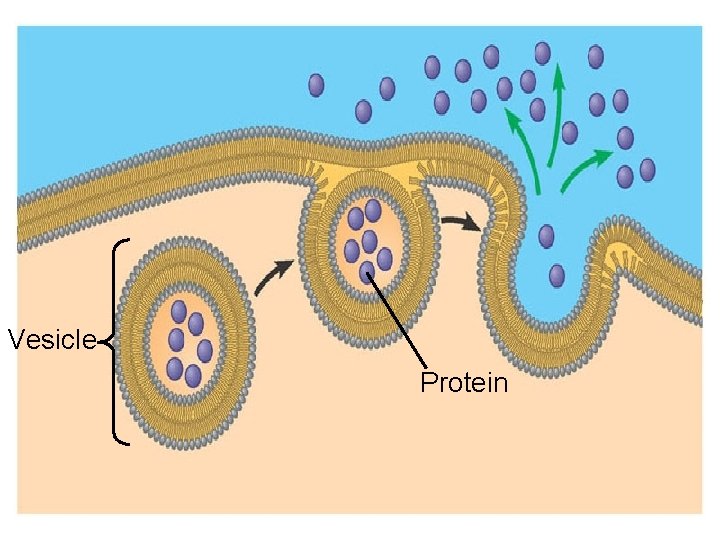Vesicle Protein 