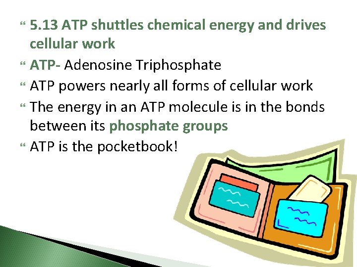5. 13 ATP shuttles chemical energy and drives cellular work ATP- Adenosine Triphosphate ATP