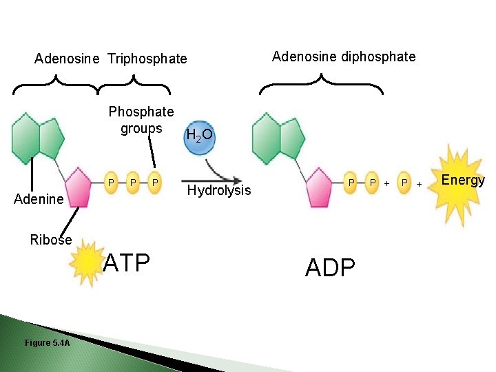 Adenosine diphosphate Adenosine Triphosphate Phosphate groups H 2 O P P Adenine P Hydrolysis