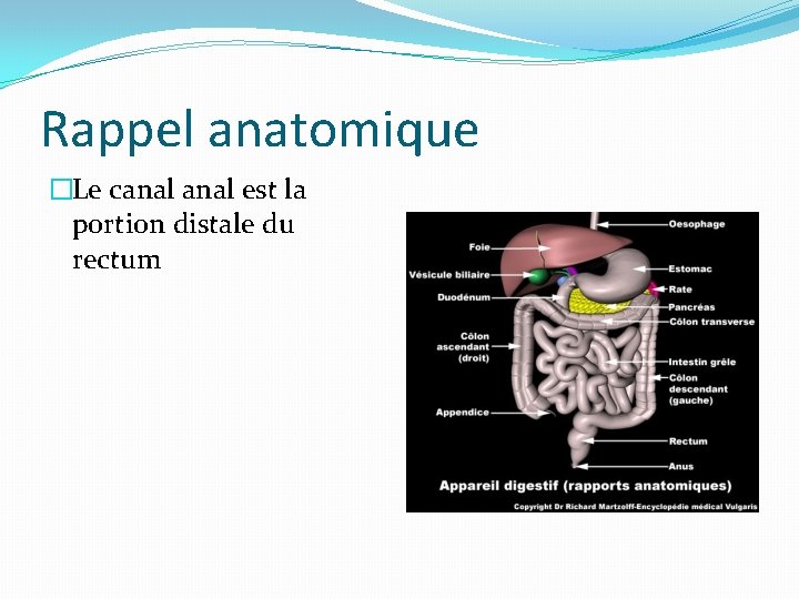 Rappel anatomique �Le canal est la portion distale du rectum 