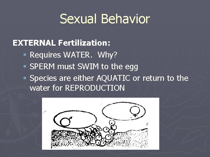 Sexual Behavior EXTERNAL Fertilization: § Requires WATER. Why? § SPERM must SWIM to the