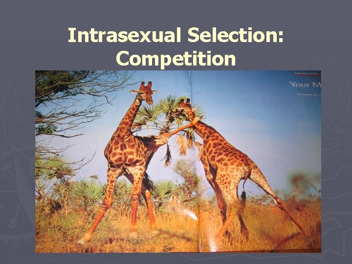 Intrasexual Selection: Competition 