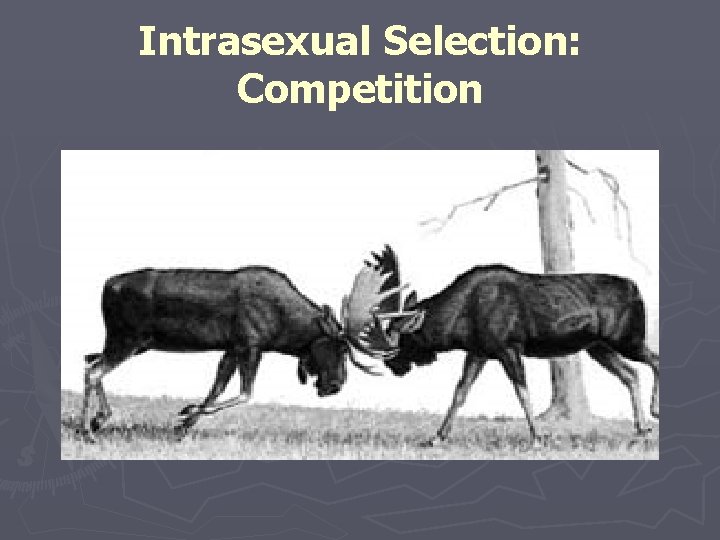 Intrasexual Selection: Competition 
