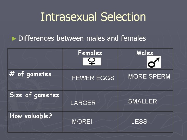 Intrasexual Selection ► Differences between males and females Females # of gametes FEWER EGGS