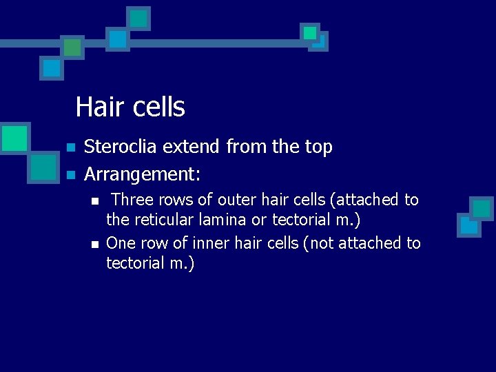 Hair cells n n Steroclia extend from the top Arrangement: n n Three rows