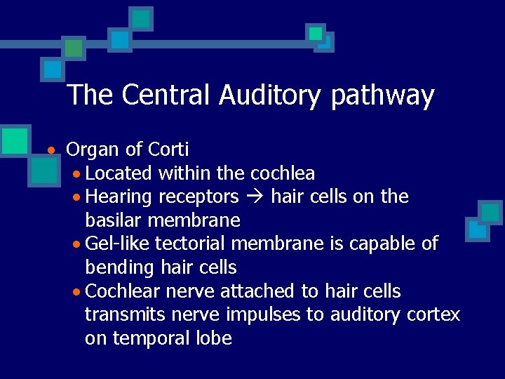 The Central Auditory pathway · Organ of Corti · Located within the cochlea · The Central Auditory pathway · Organ of Corti · Located within the cochlea ·