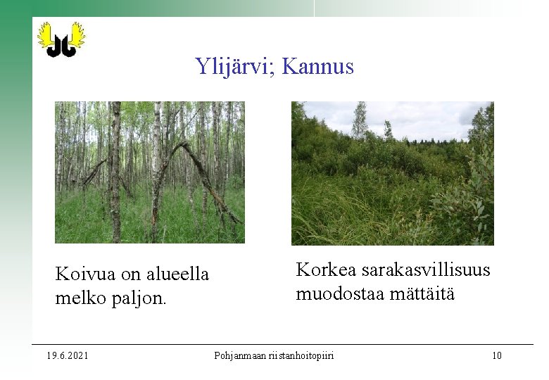 Ylijärvi; Kannus Koivua on alueella melko paljon. 19. 6. 2021 Korkea sarakasvillisuus muodostaa mättäitä