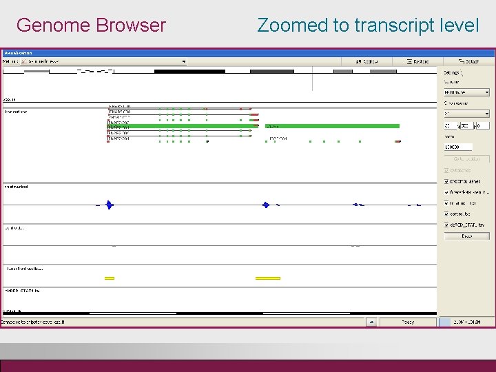 Genome Browser Zoomed to transcript level 