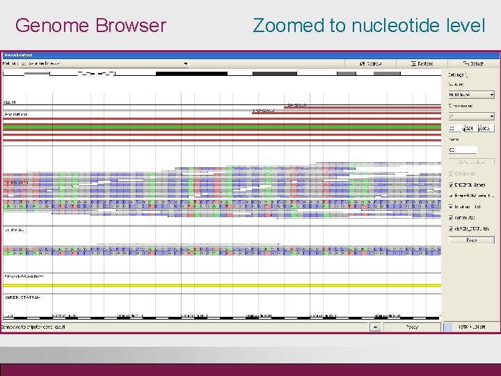 Genome Browser Zoomed to nucleotide level 