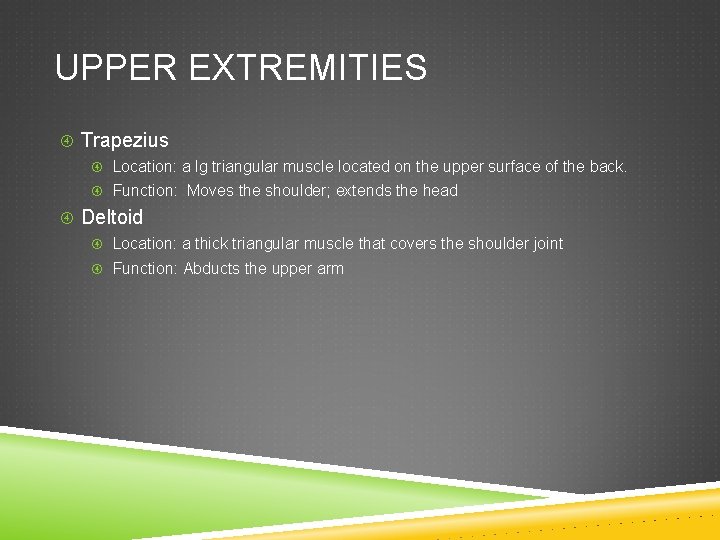 UPPER EXTREMITIES Trapezius Location: a lg triangular muscle located on the upper surface of
