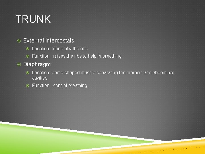 TRUNK External intercostals Location: found b/w the ribs Function: raises the ribs to help