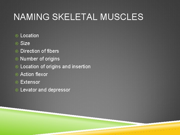 NAMING SKELETAL MUSCLES Location Size Direction of fibers Number of origins Location of origins