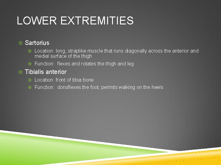 LOWER EXTREMITIES Sartorius Location: long, straplike muscle that runs diagonally across the anterior and