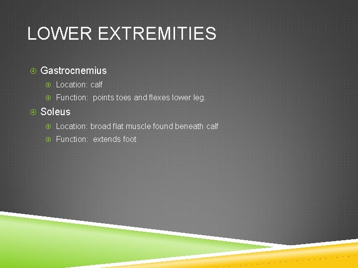 LOWER EXTREMITIES Gastrocnemius Location: calf Function: points toes and flexes lower leg. Soleus Location: