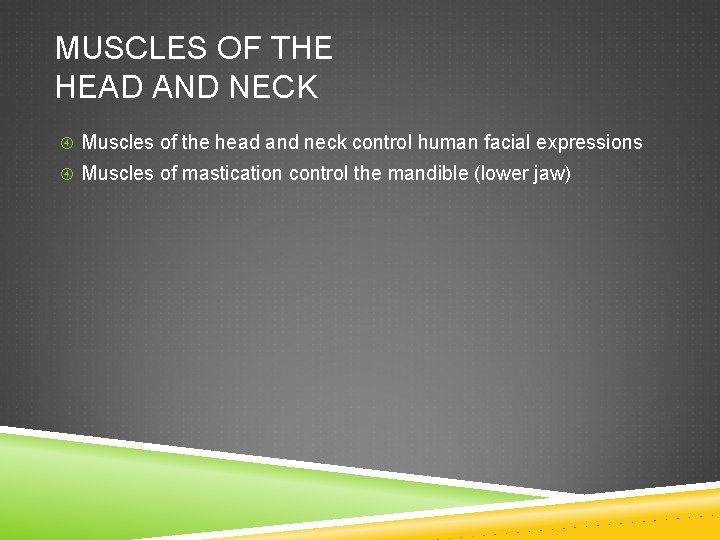 MUSCLES OF THE HEAD AND NECK Muscles of the head and neck control human