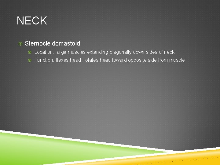 NECK Sternocleidomastoid Location: large muscles extending diagonally down sides of neck Function: flexes head;