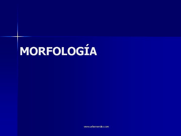 MORFOLOGÍA www. arbemendez. com 