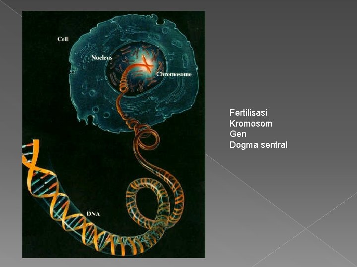 Fertilisasi Kromosom Gen Dogma sentral 