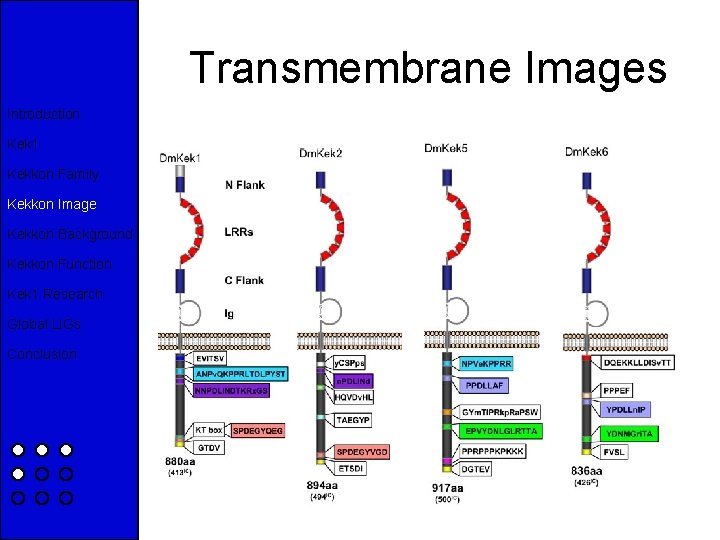 Transmembrane Images Introduction Kek 1 Kekkon Family Kekkon Image Kekkon Background Kekkon Function Kek