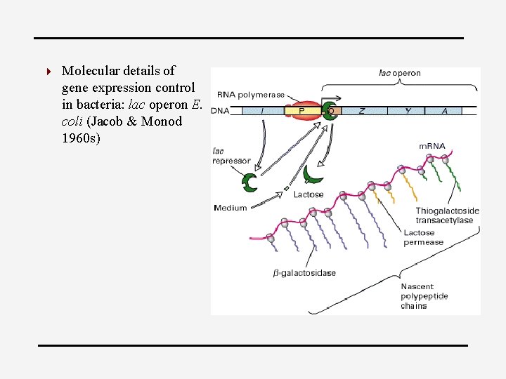 4 Molecular details of gene expression control in bacteria: lac operon E. coli (Jacob