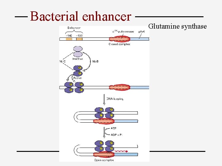 Bacterial enhancer Glutamine synthase 