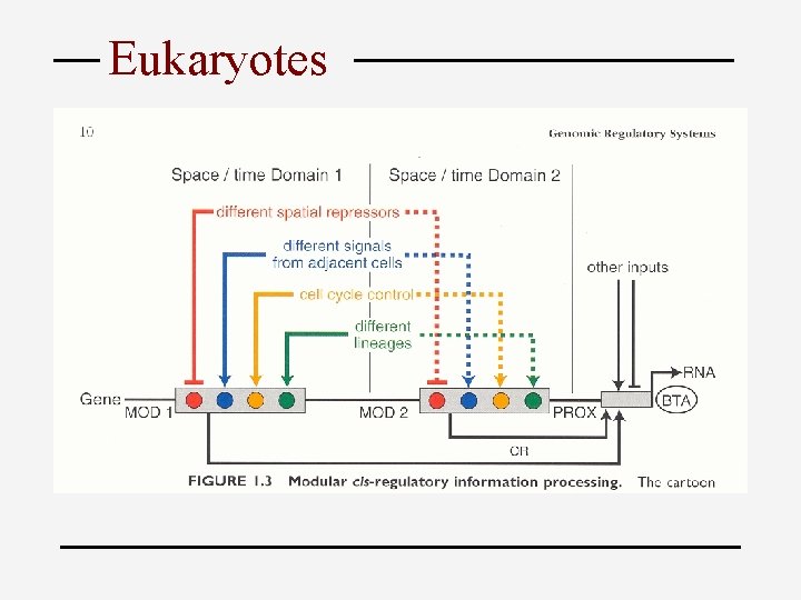 Eukaryotes 