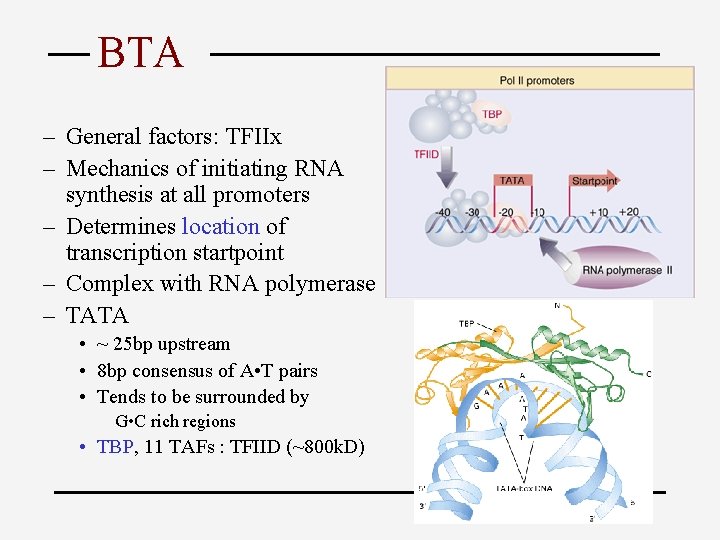 BTA – General factors: TFIIx – Mechanics of initiating RNA synthesis at all promoters