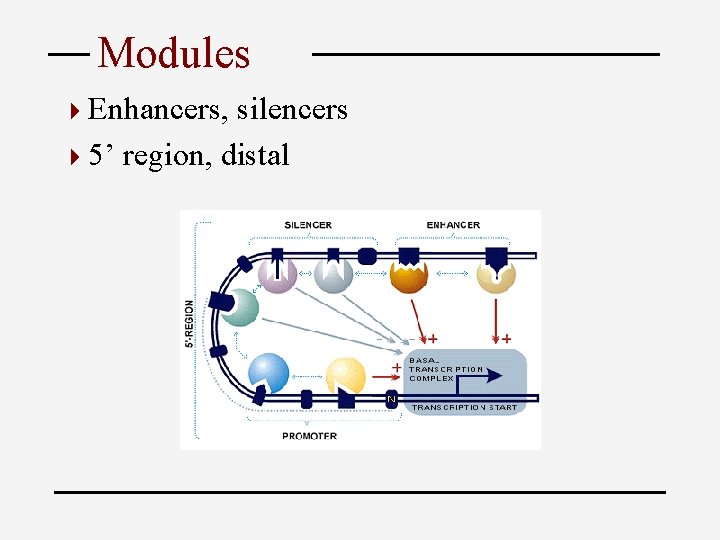 Modules 4 Enhancers, silencers 4 5’ region, distal 