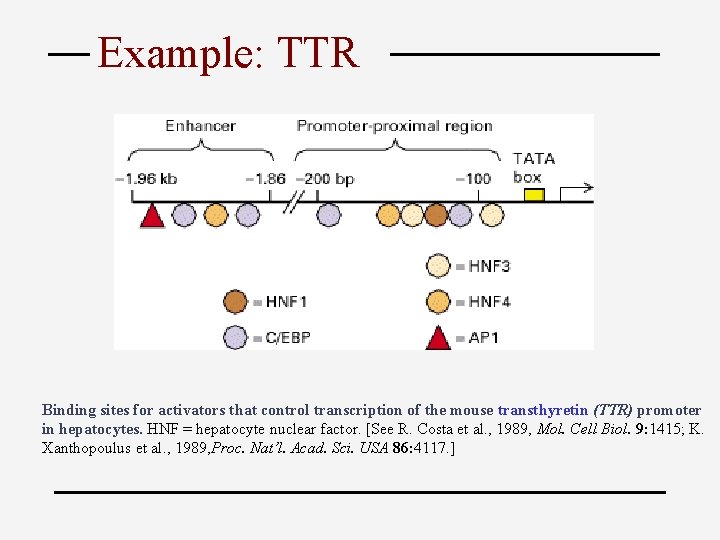 Example: TTR Binding sites for activators that control transcription of the mouse transthyretin (TTR)