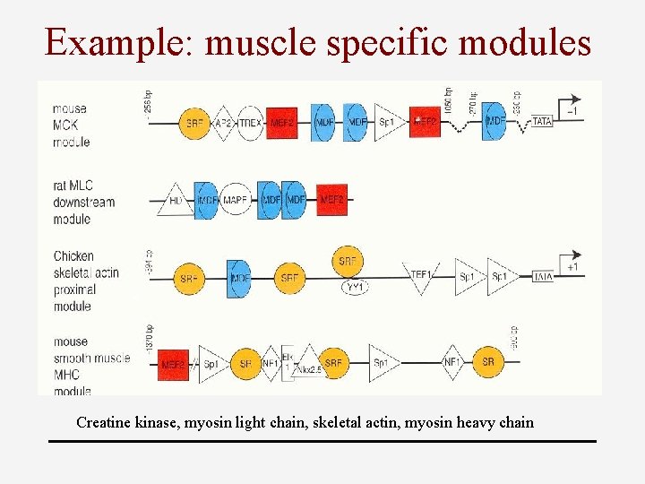 Example: muscle specific modules Creatine kinase, myosin light chain, skeletal actin, myosin heavy chain