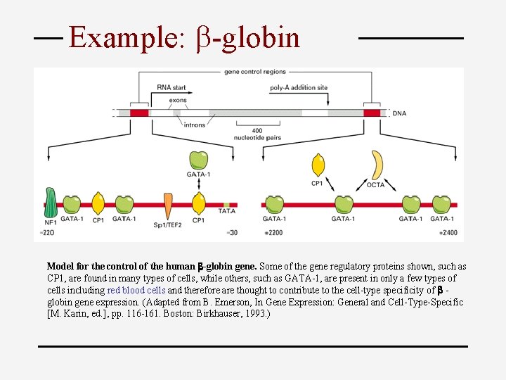 Example: -globin Model for the control of the human b-globin gene. Some of the