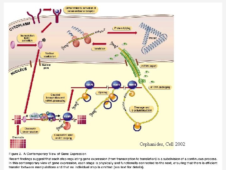 Orphanides, Cell 2002 