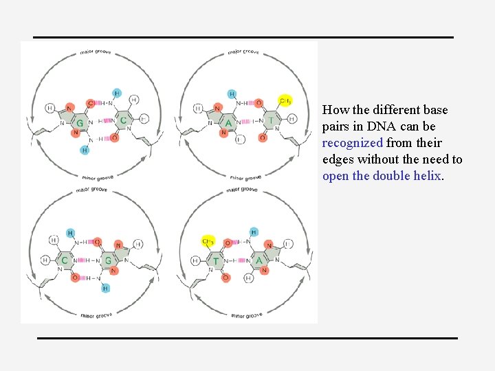 How the different base pairs in DNA can be recognized from their edges without