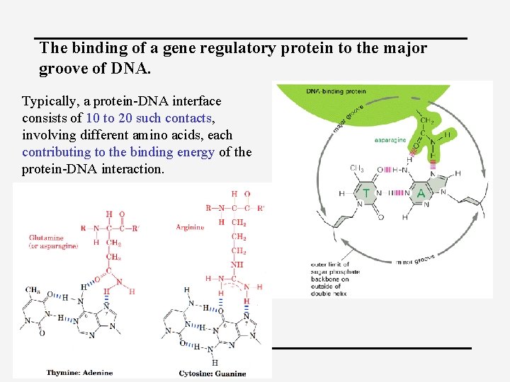 The binding of a gene regulatory protein to the major groove of DNA. Typically,